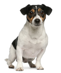 Jack Russell Terrier, 4 years old, sitting