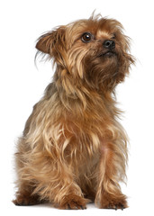 Yorkshire Terrier, 5 years old, sitting