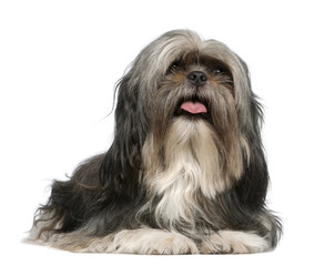 Shih Tzu, 5 years old, lying in front of white background