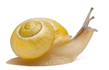 Grove snail or brown-lipped snail without dark bandings