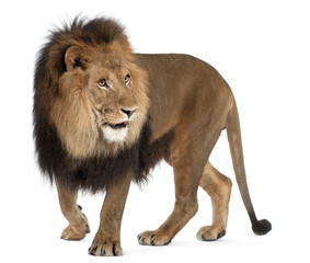 Fototapeta premium Lew, Panthera leo, 8 lat, stojący
