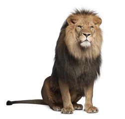 Papier Peint photo autocollant Lion Lion, Panthera leo, 8 ans, assis