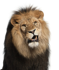 Close-up of lion, Panthera leo, 8 years old