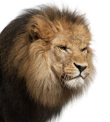 Close-up of lion, Panthera leo, 8 years old
