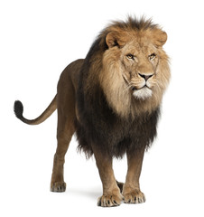 Naklejka premium Lew, Panthera leo, 8 lat, stojący