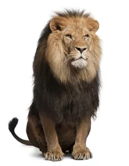 Tableaux sur verre Lion Lion, Panthera leo, 8 ans, assis