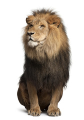 Fototapeta premium Lew, Panthera leo, 8 lat, siedzący