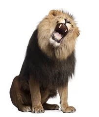 Photo sur Plexiglas Lion Lion, Panthera leo, 8 ans, rugissant