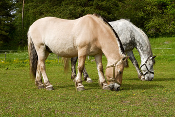 Naklejka na ściany i meble Grazing horses on summer pasture.