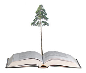 pine tree growing from book