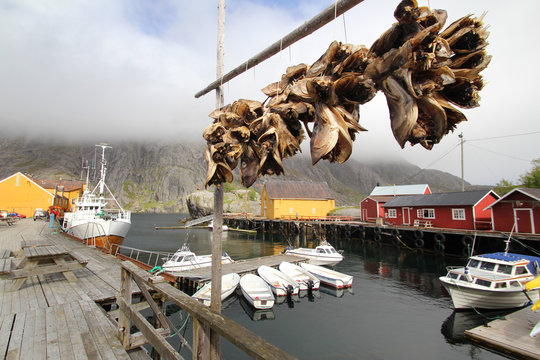Nusfiord's harbour with  codfish heads