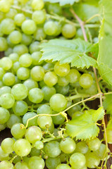 Bunches of grapes.