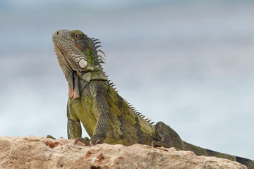 Naklejka premium Green Iguana on a Rock next to the Caribbean Sea - Bonaire