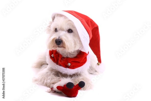 &quot;liegender Hund Westie mit Nikolaus Mütze&quot; Stockfotos und lizenzfreie