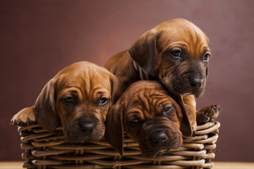 Puppies, wicker basket