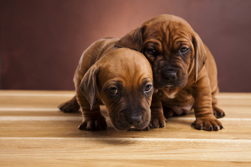 Puppies amstaff,dachshund