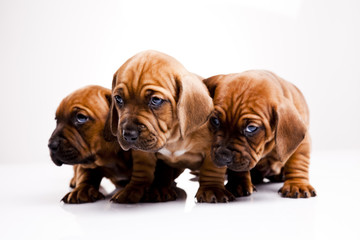 Obraz premium Puppies amstaff,dachshund