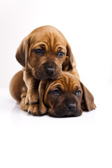 Puppies