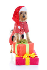 Christmas yorkie
