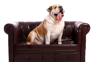 Hund Englische Bulldogge sitzt stolz auf Couch