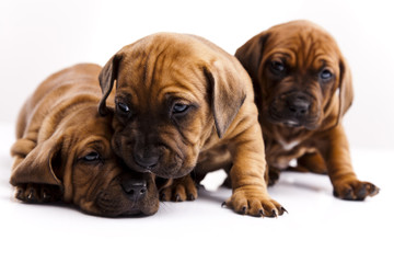 Obraz premium Puppies amstaff,dachshund