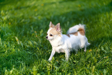 Chihuahua dog  going towards the sunset