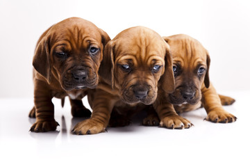 Puppies amstaff,dachshund