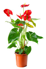 Plant of Anthurium flowers in flowerpot isolated on white