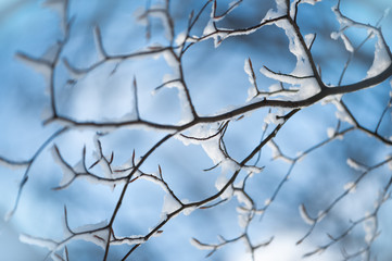 Fototapeta na wymiar Winter twigs in snow on blue sky background.
