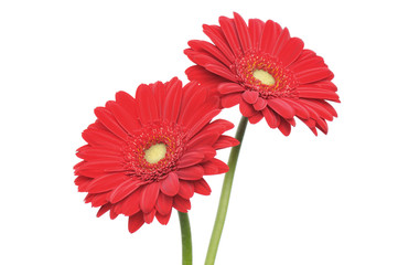 red gerber daisy isolated on white