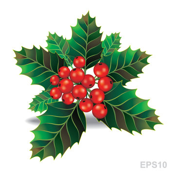 Beautiful holly christmas branch. Vector
