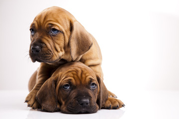 Obraz premium Puppies amstaff,dachshund