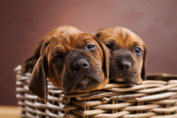 Puppies, wicker basket