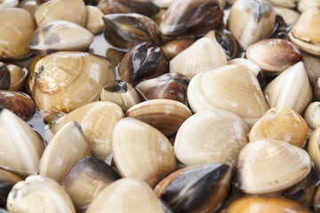 Fresh live clams