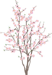 Naklejka premium isolated cherry tree with pink flowers