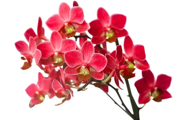 Foto auf Alu-Dibond orchid isolated on white background © VIKTORIIA KULISH