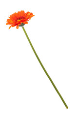 Orange gerberas on a long thin stem
