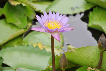 closeup of purple water lily in a pond