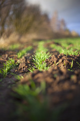 Germination of wheat.