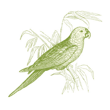 Perroquet Vert
