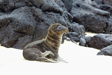 Young Sea Lion