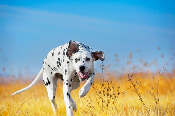Beautiful Dalmatian dog