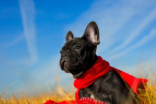 Cute French Bulldog Puppy