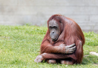 Bornean orangutan © iLight photo