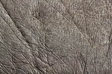 skin of hippopotamus