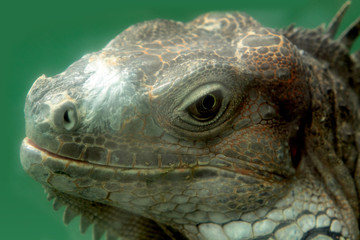 iguana