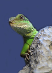 iguana