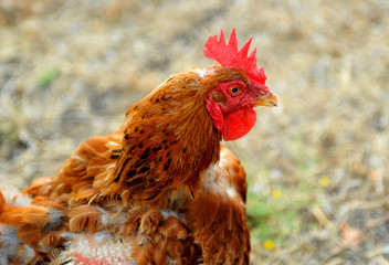 Aves de corral, gallina de campo