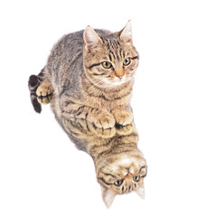 Kitten with reflection, isolated white background