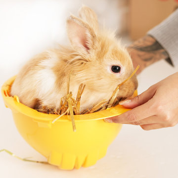 Kaninchen im Bauhelm